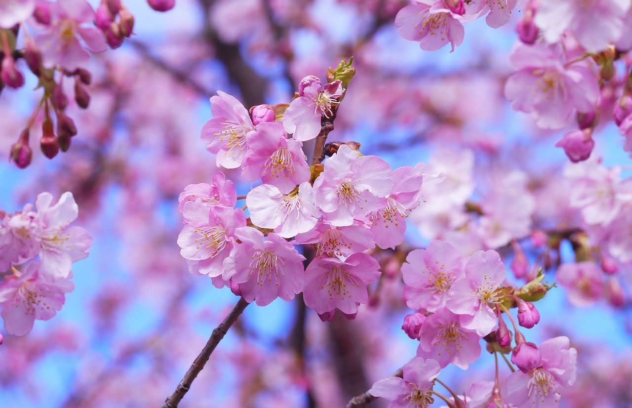 cherry-blossoms-1317308_1280